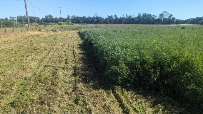 Brush Mowing An inprocess view of a field of weeds being mowed
