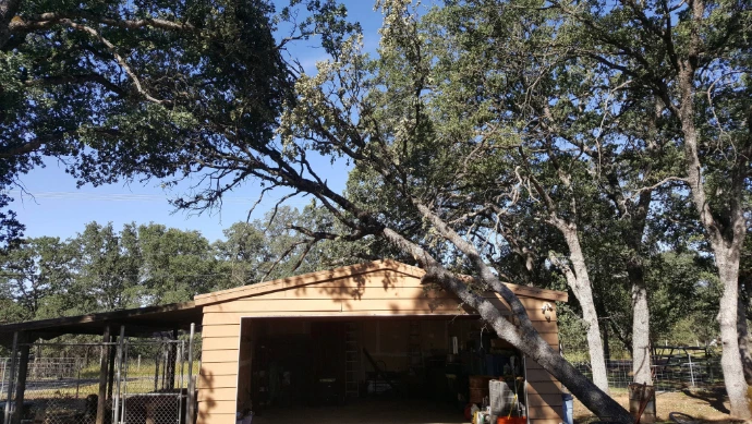 Tree &amp; Stump services